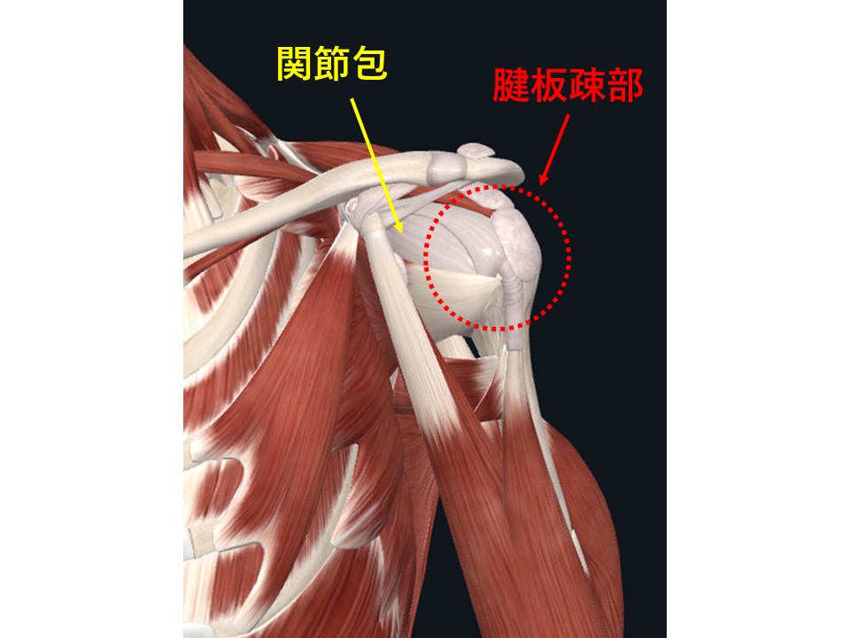 五十肩