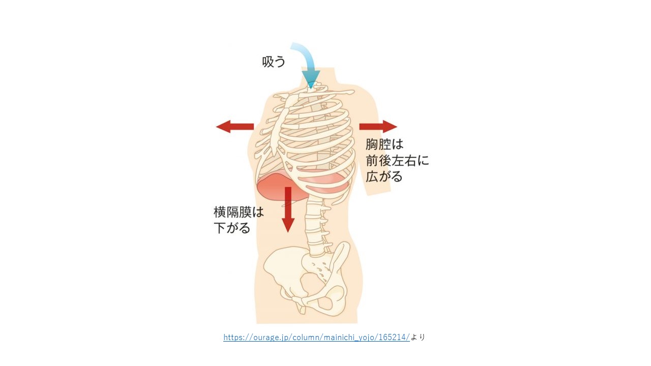 腰痛と呼吸